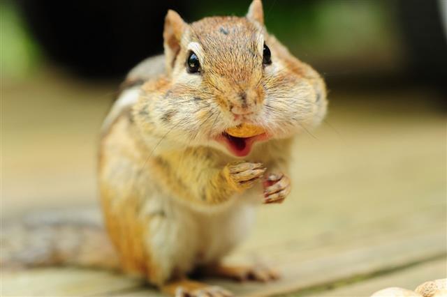 Chipmunk Eating Peanut