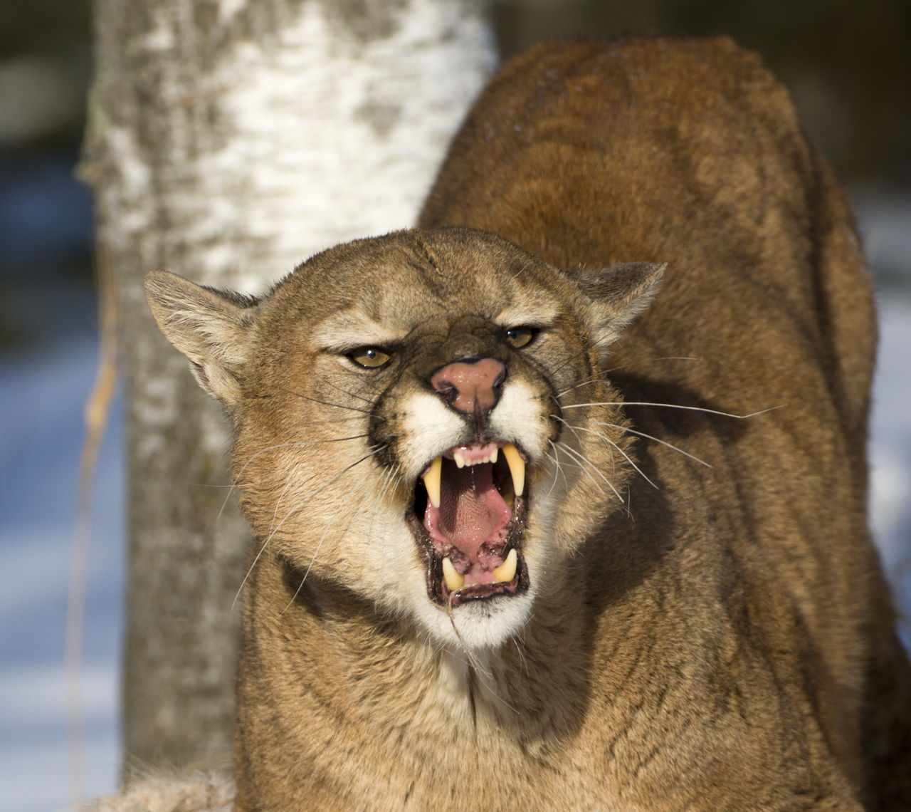 Interesting Facts about Cougars (Mountain Lions) - Animal Sake