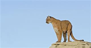 Cougar Against Blue Sky