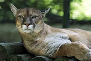 Portrait Of Cougar
