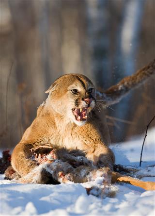 Ferocious Mountain Lion Guarding Its Kill