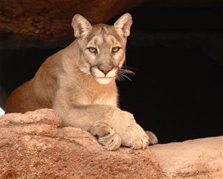 Cougar Resting On Rock
