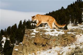 Mountain Lion On Rocks