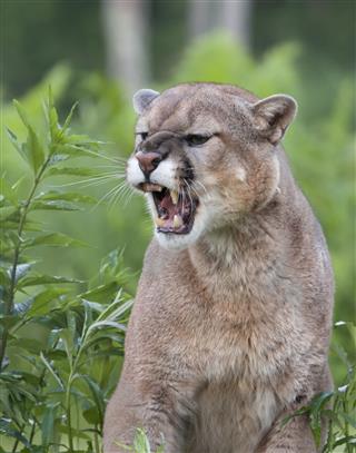 Snarling Mountain Lion