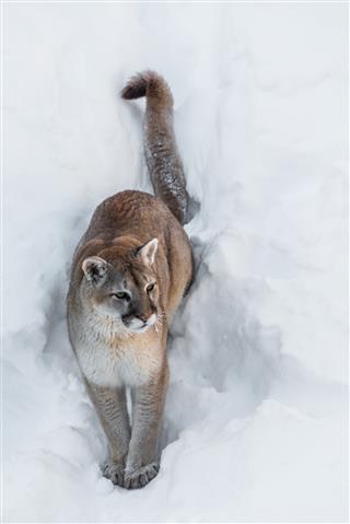 Cougar Sitting In The Snow