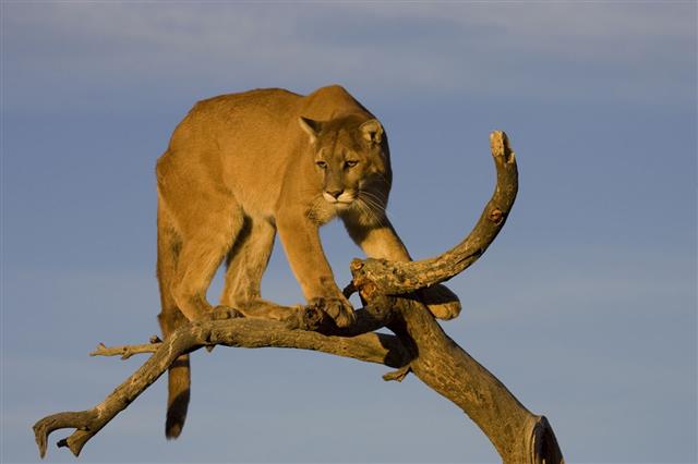 Cougar In A Tree