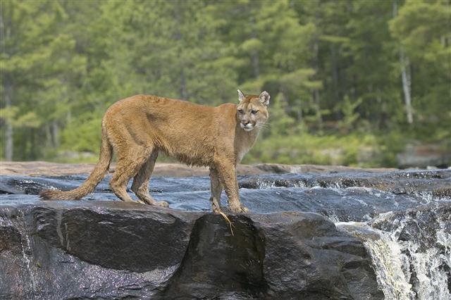 Cougar Standing In River