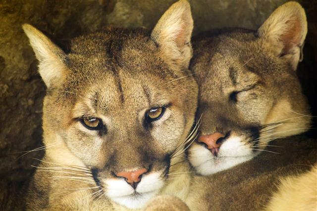 Cougar (Mountain Lion) Habitat - Animal Sake