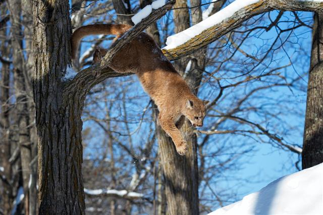 Cougar Jumping Down From Tree