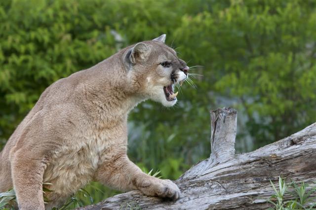 Snarling Cougar