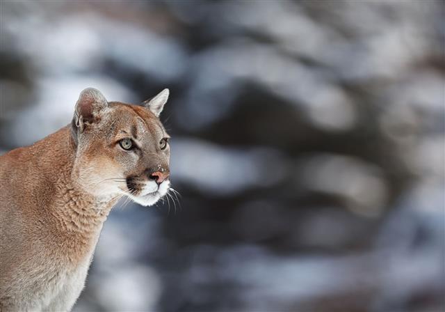 Portrait Of A Cougar Mountain Lion Puma