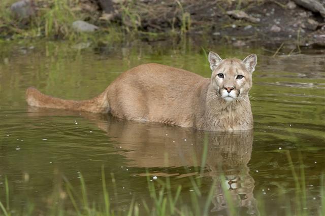 Mountain Lion Standing In Pond