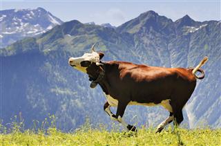 Cow Running In Field In The Mountains