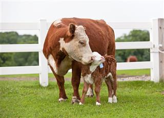 Hereford Cow Nuzzling Her Calf