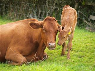Brown Dairy Cow With Calf