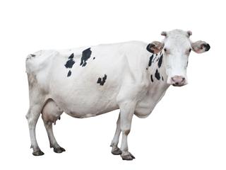 White Holstein Cow