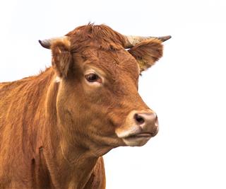 Portrait Of A Cow