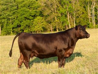 Angus Beef Cow