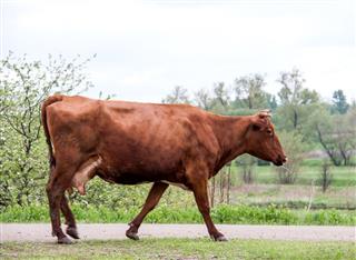 Cow Walking Along The Road From Grassland