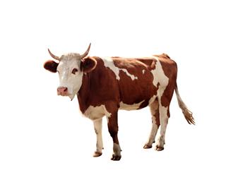 Cow On White Background