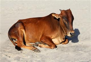 Indian Cow Beach Of Goa