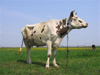 Thin Cow