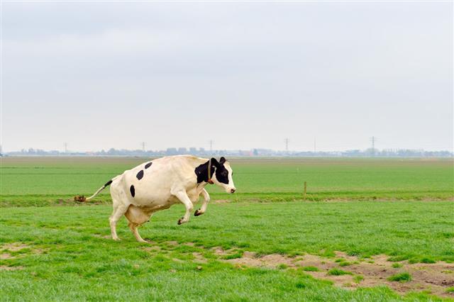 Jumping Cow In Meadow