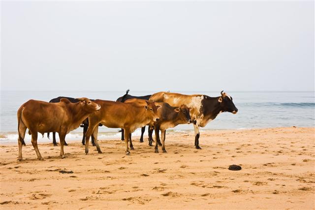 Cow Herd At The Beach Standing In Sand