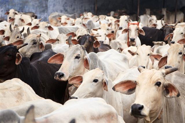 Herd Of Indian Cows