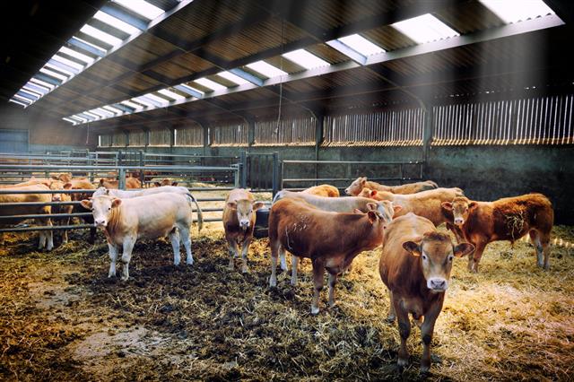 Herd Of Cows In Cowshed