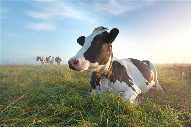 Cow On Pasture At Sunrise