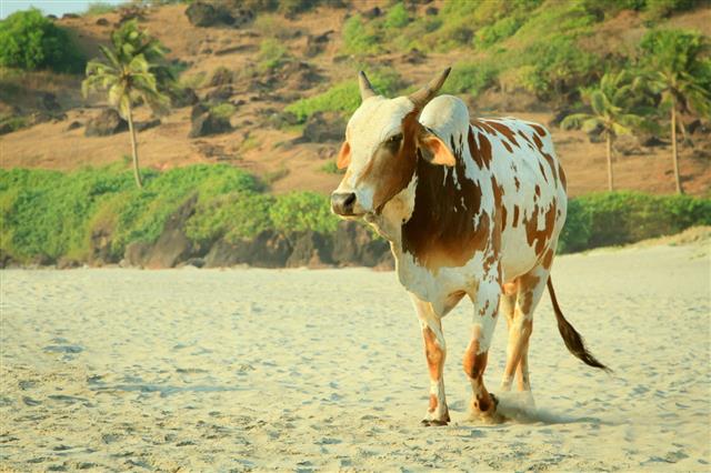 Cow On The India Goa Beach
