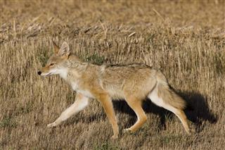 Coyote Saskatchewan