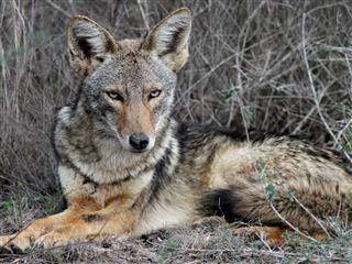 Coyote Relaxing In South Texas