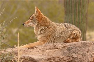 Coyote Resting On Rock