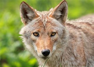 Face Of Coyote