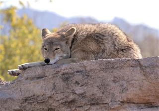 Sleeping Coyote