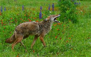 Coyote Howling With Head Thrown Back