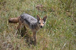 Coyote In Africa