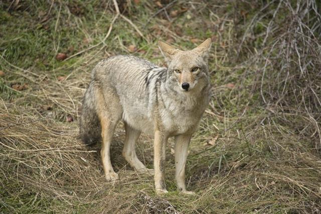 Coyote In Sequoia National Park