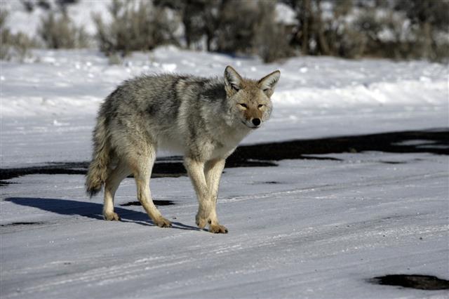 Coyote Canis Latrans
