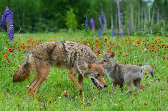 Adult Coyote Playing With Pup