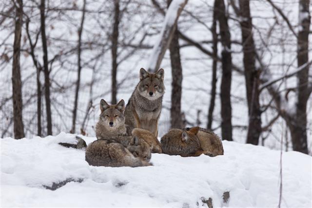 Pack Of Coyotes In Winter