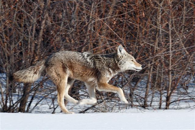 Coyote Hunting In Snow