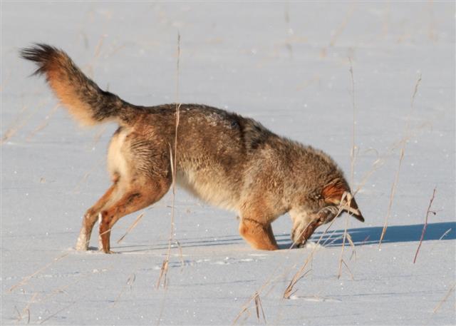 Coyote Scrounging For Breakfast