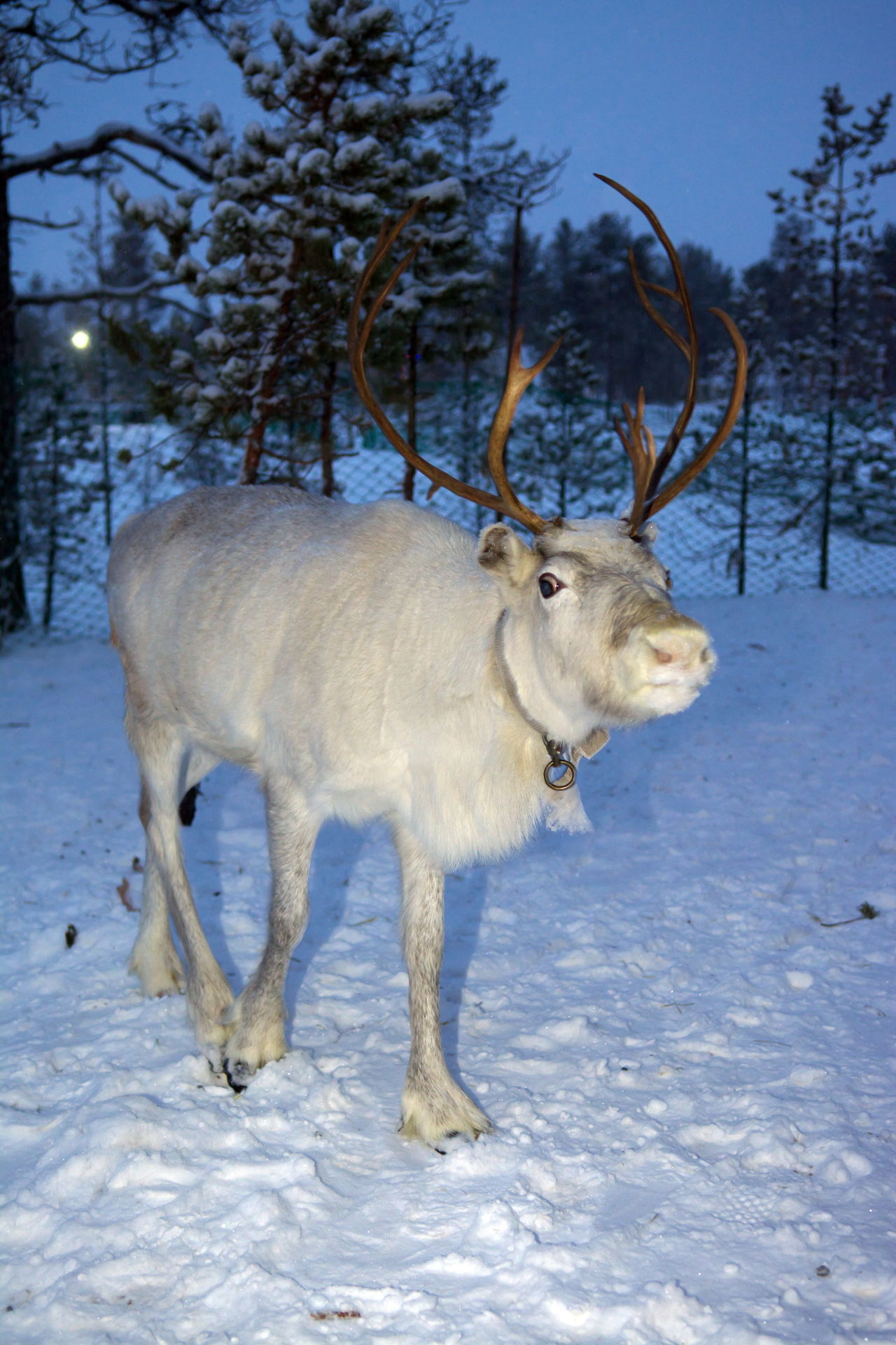 Why Do Reindeer Shed Their Antlers? - Animal Sake