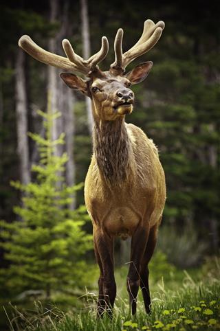 Elk In National Park
