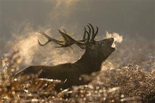 Red Deer Buck Howling In A Field