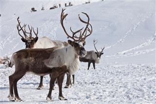 Group Of Caribou