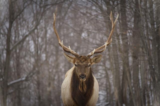 Deer In Winter Canada